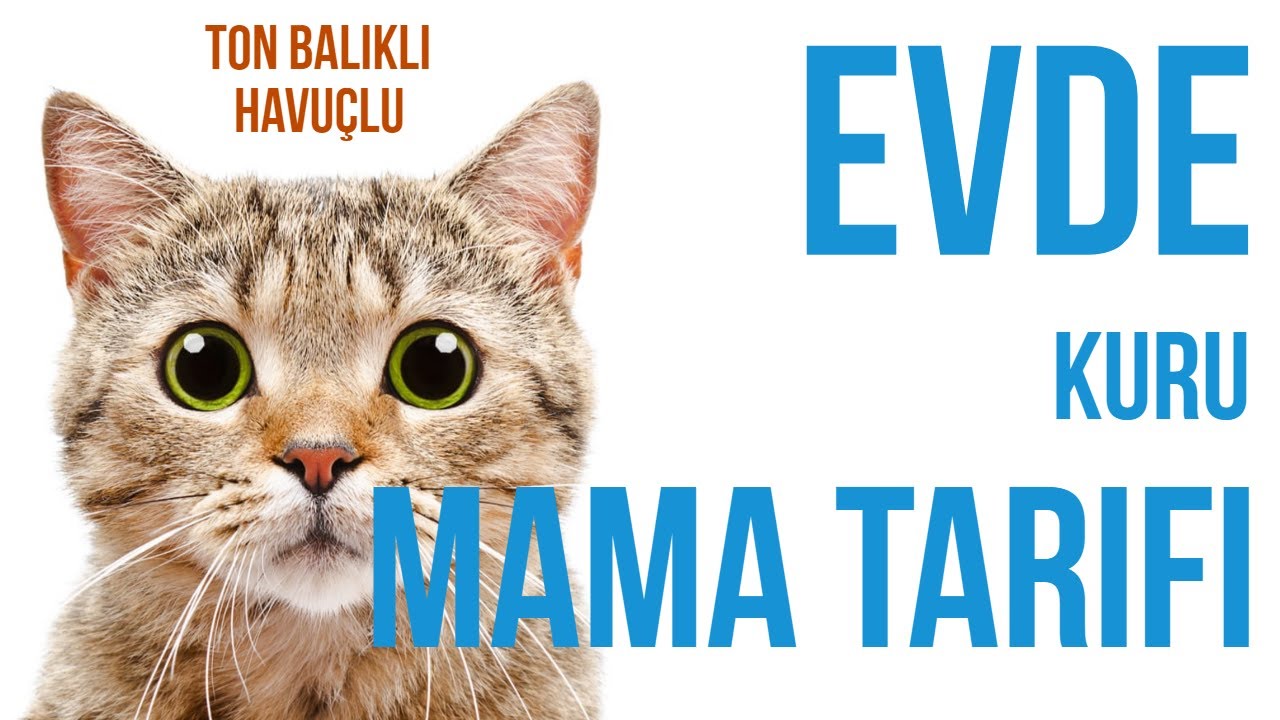 Evde Kuru Mama Yapımı I Kedi ve Köpekler için Kuru Mama Yapımı 🐈🐕😻 #kurumama