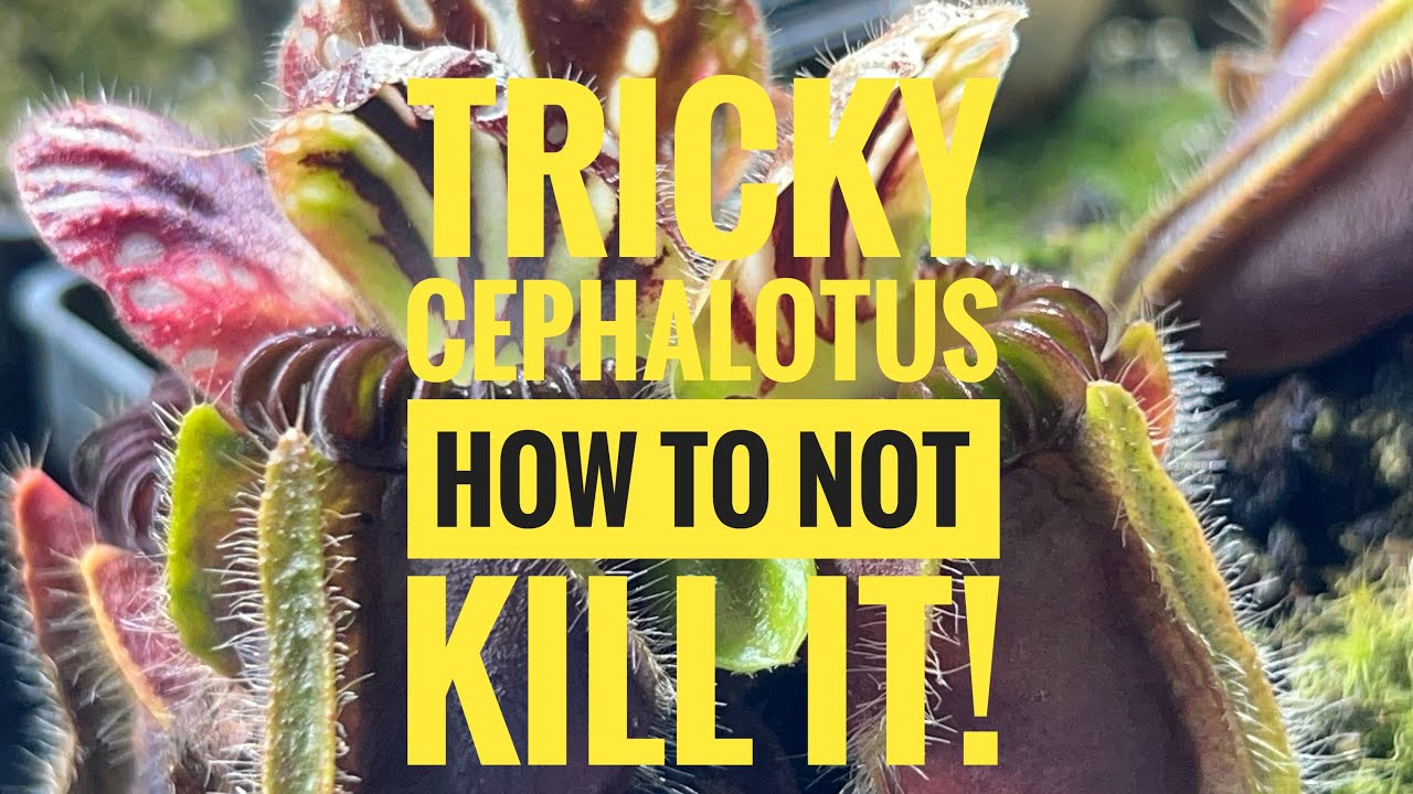 Cephalotus Care Secrets: How to Grow the Albany Pitcher Plant