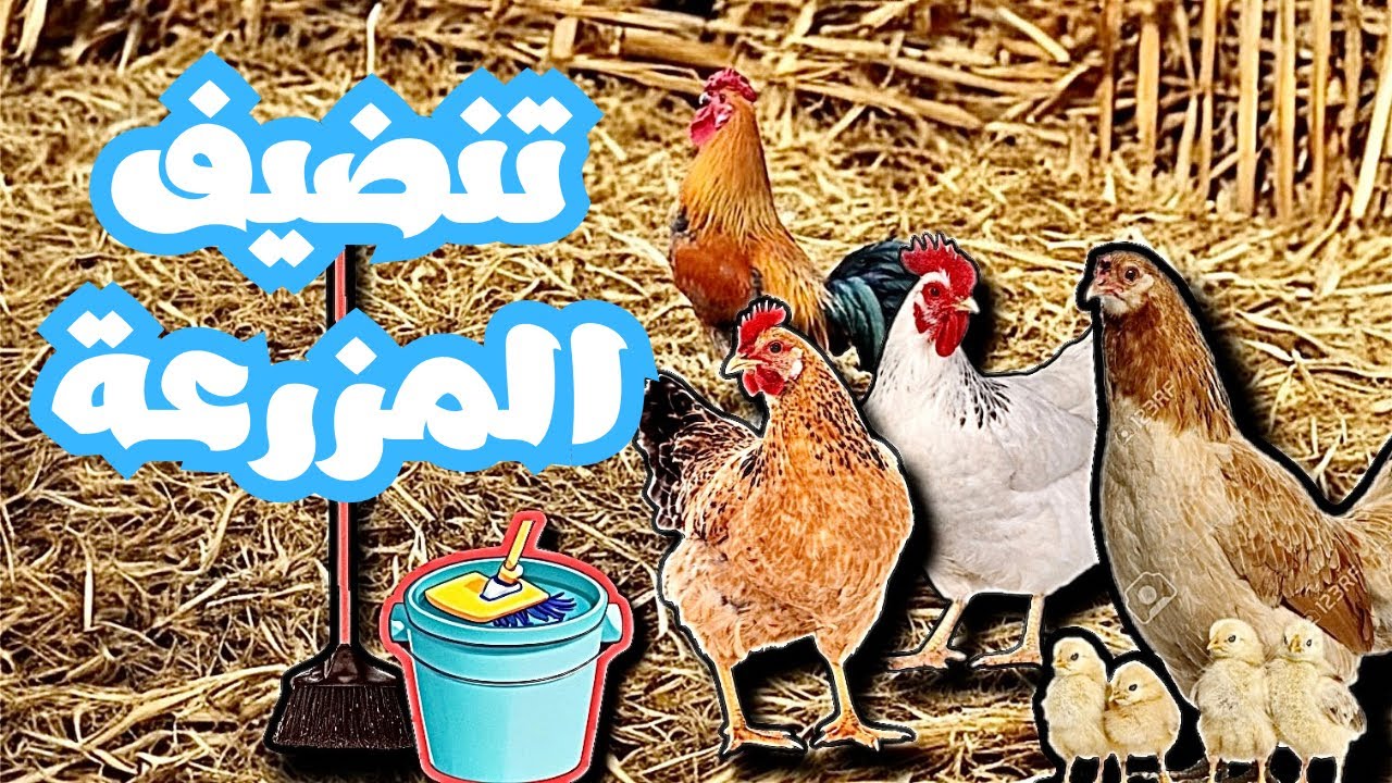 اليوم نظفنا المزرعة والجو خرافي 🌧 