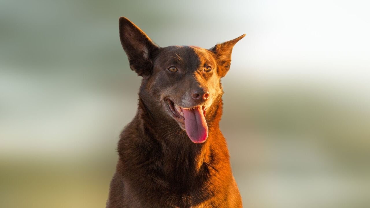 &lsquo;Wholesome puppy content&rsquo;: Australia&rsquo;s &lsquo;best working dog&rsquo; breed discussed