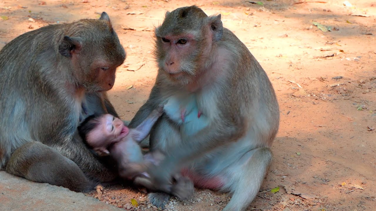 A Tiny Baby Monkey Keeps Gently Asking for Milk While Its Patient Mother Sets Natural Boundaries