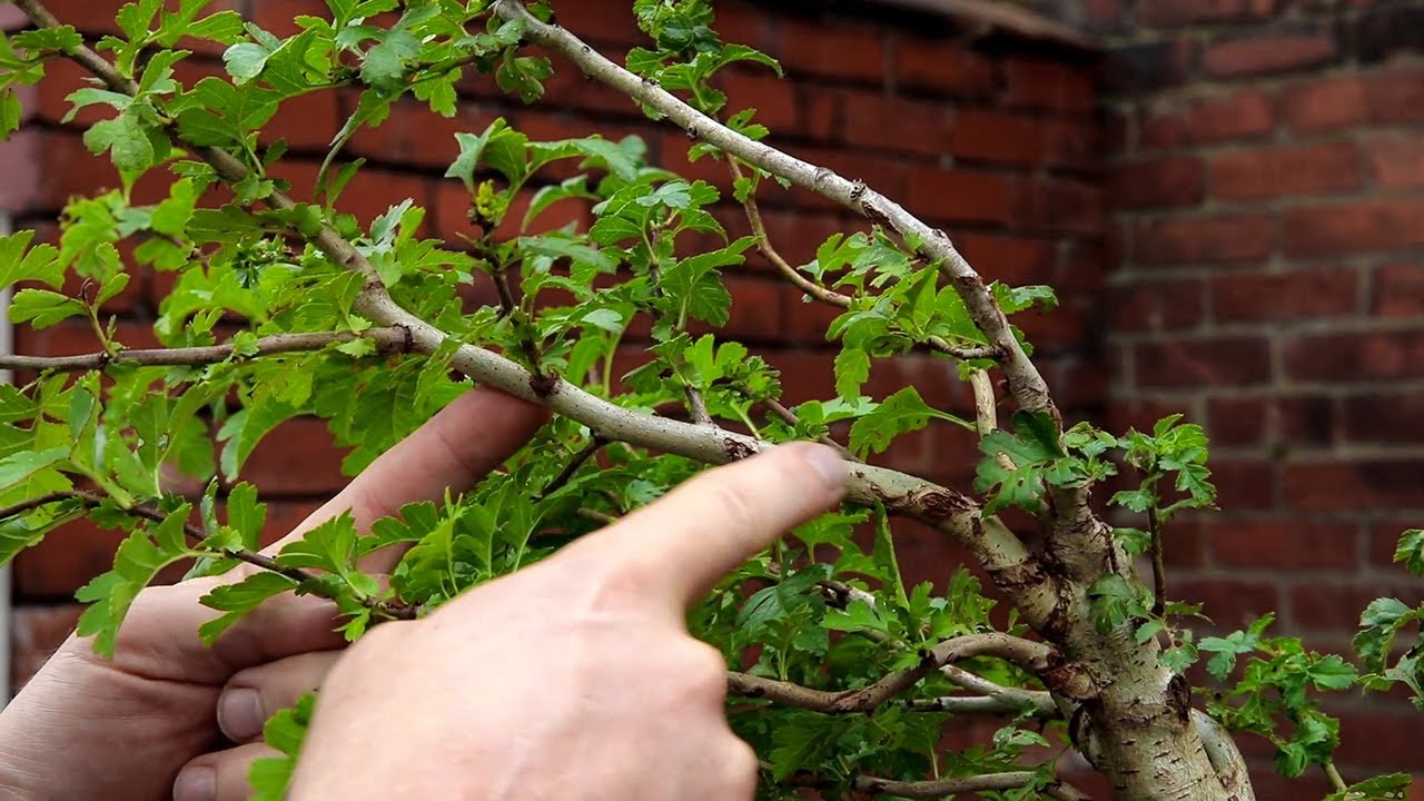 Windswept hawthorn bonsai development