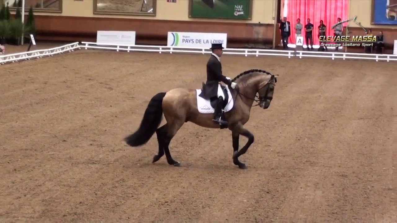 REPRISE DE DRESSAGE | Reprise GP : Commentées par Isabelle Judet – Juge 5* Internationale