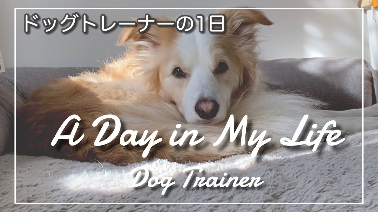 【ドッグトレーナーの仕事】ドッグトレーナーのある一日を紹介。朝から犬まみれ♡