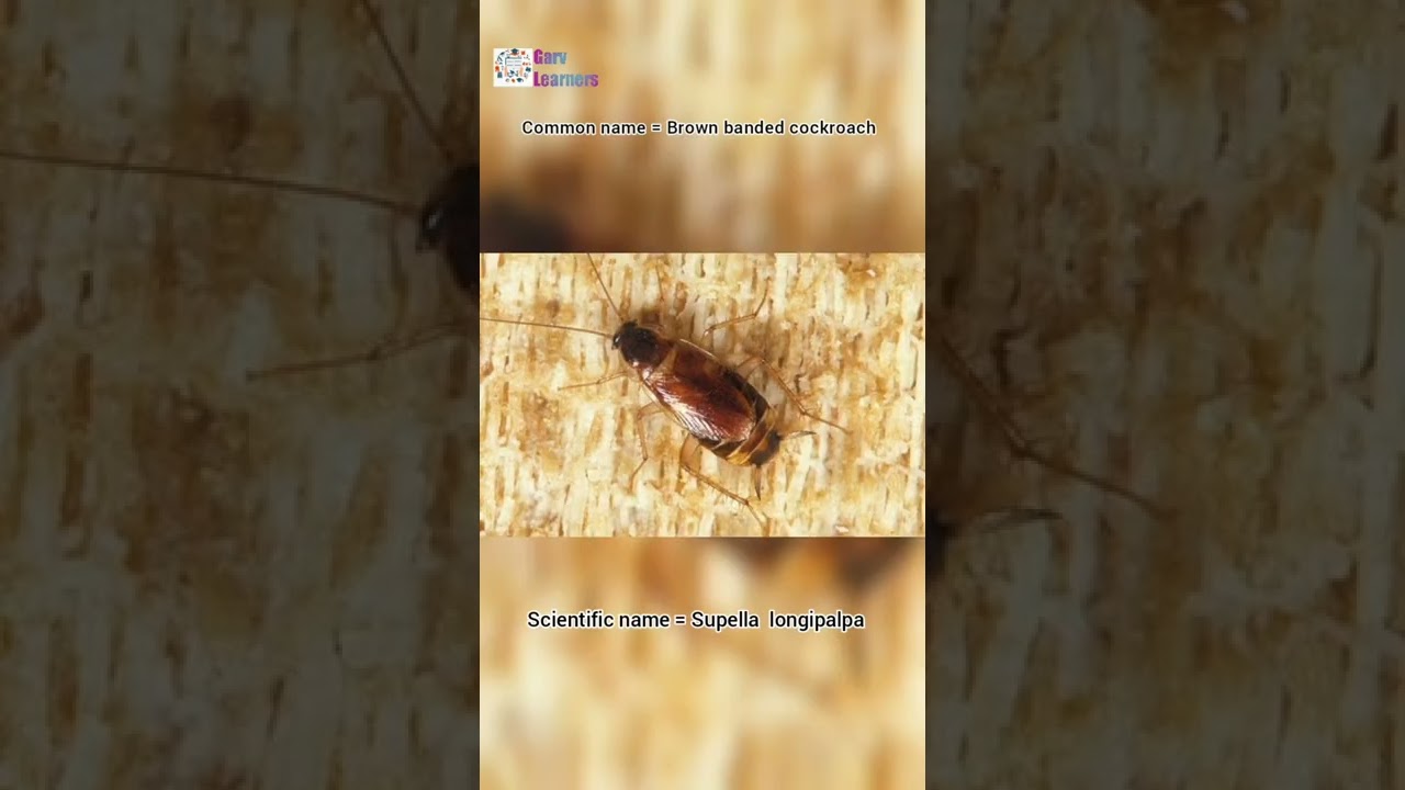 Scientific name of Brown - banded cockroach