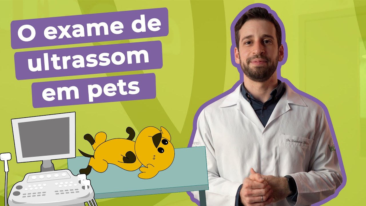 Exame de Ultrassom para Acompanhamento Gestacional em Cães e Gatos | Inova Hospital Veterinário