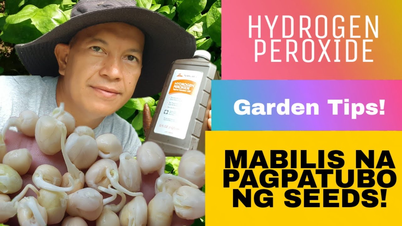 HYDROGEN PEROXIDE THE FASTEST WAY  OF SEEDS GERMINATION - MABILIS NA PAGPATUBO NG SEEDS-GARDEN TIPS!