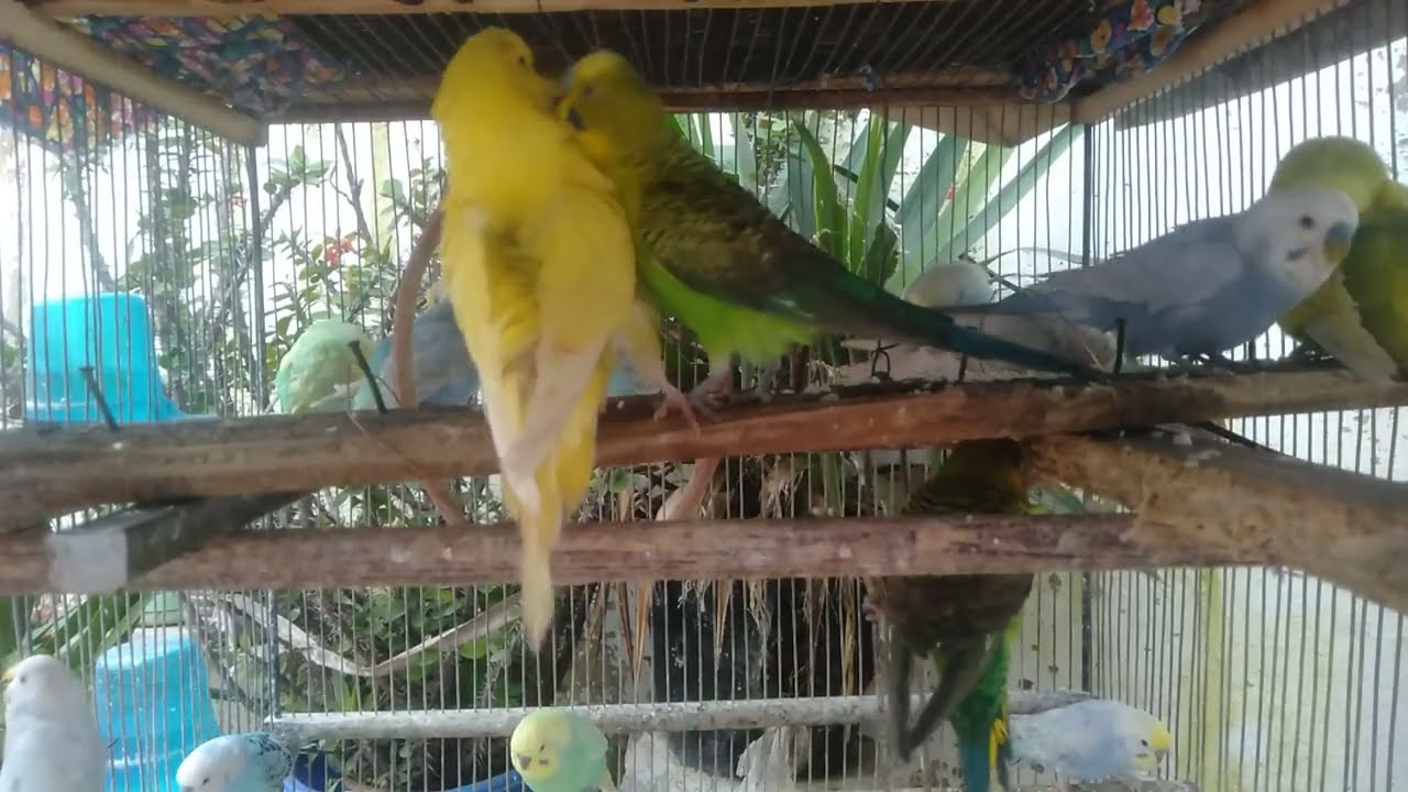 😆🐤 これは反則級の可愛さ…最後まで見て😳✨ #可愛すぎ #インコ成長記録 #癒し 🐦💖