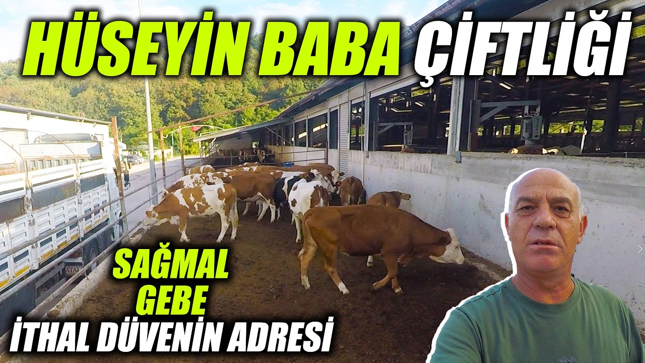 Hüseyin Baba Çiftliği Damızlık Mal İsteyenlere Önerdiğim Çiftlik