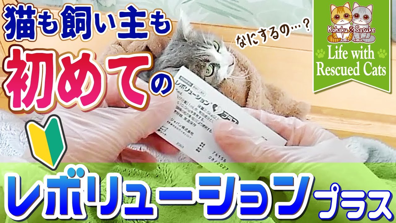 【保護猫】猫も飼い主も初めての「レボリューションプラス」｜野良母猫に初滴下