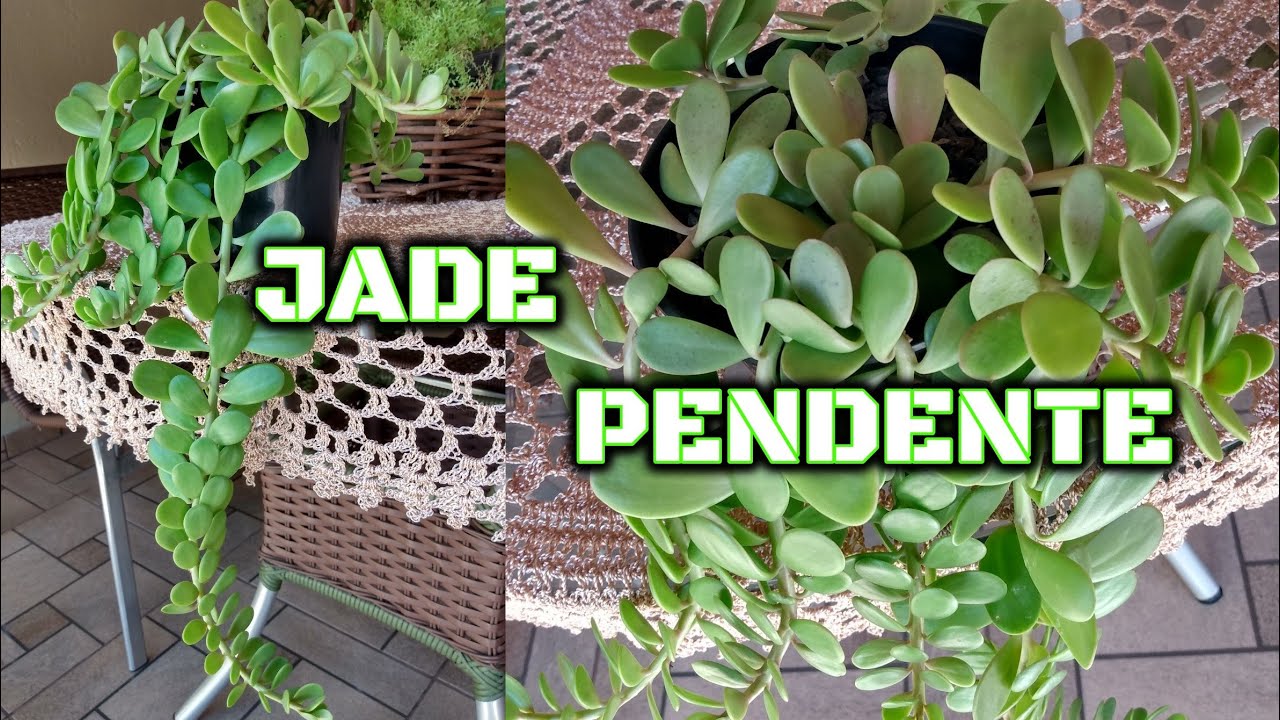 SUCULENTA JADE PENDENTE - DICAS DE CULTIVO E CURIOSIDADES