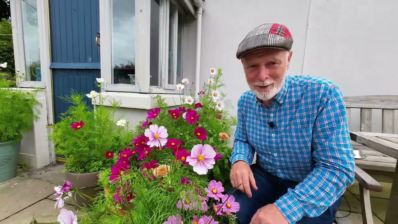 How to Keep your Cosmos Flowering all Summer Long!