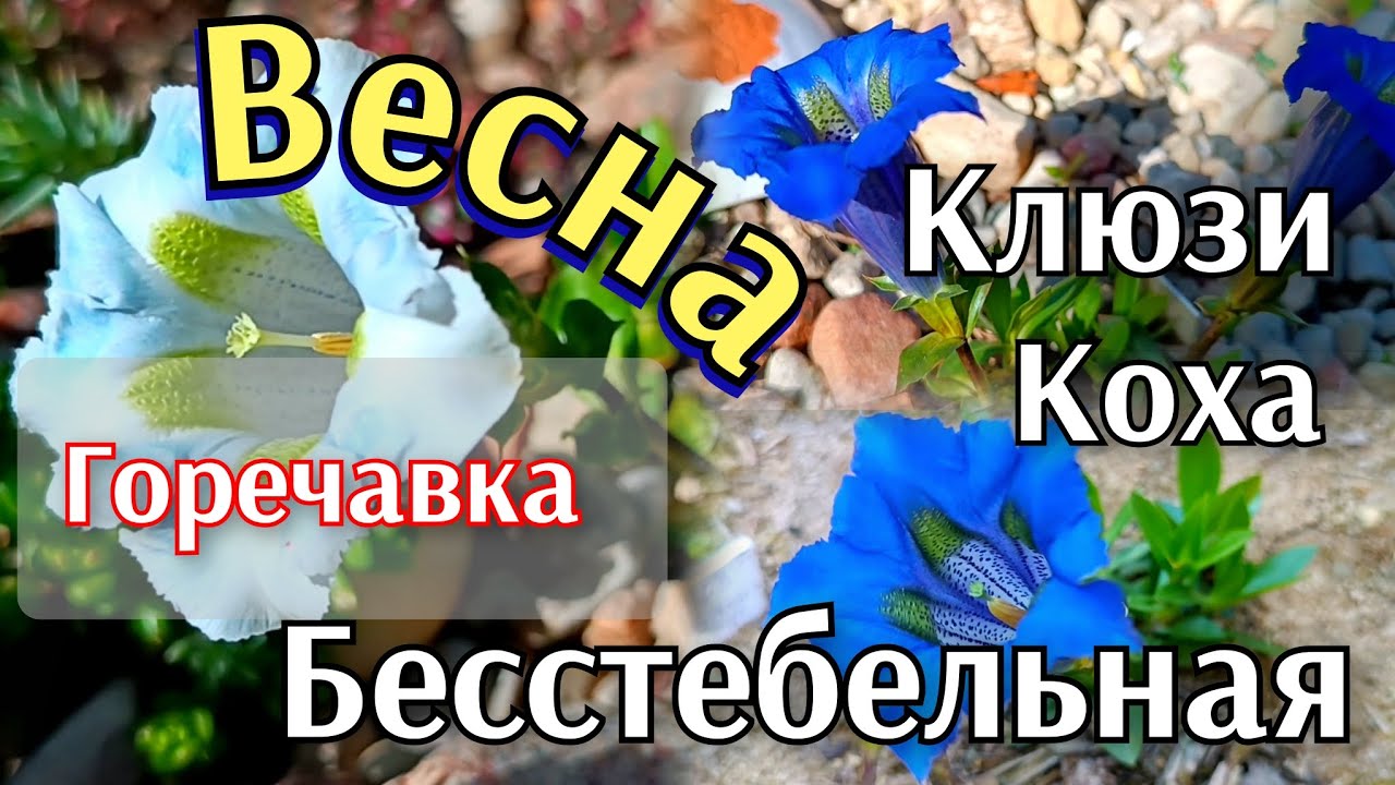 Весенние Горечавки! Самые милые почвопокровные растения в саду 🥰