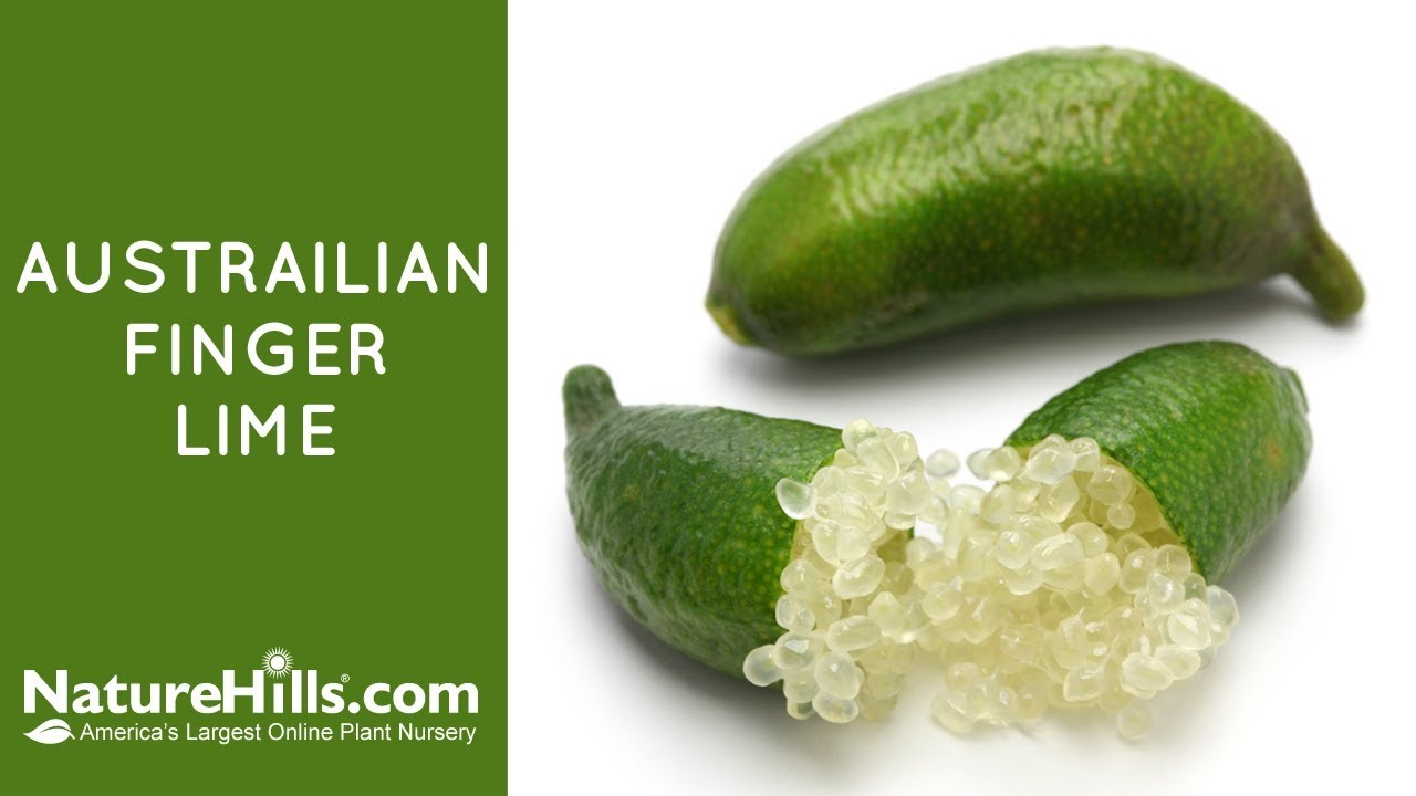 Australian Finger Lime | NatureHills.com