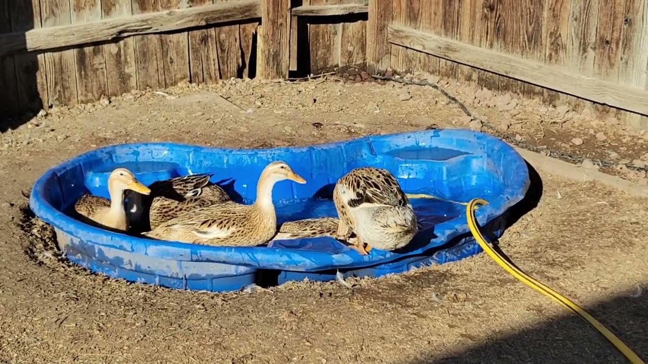 The girls had a long bath this week!