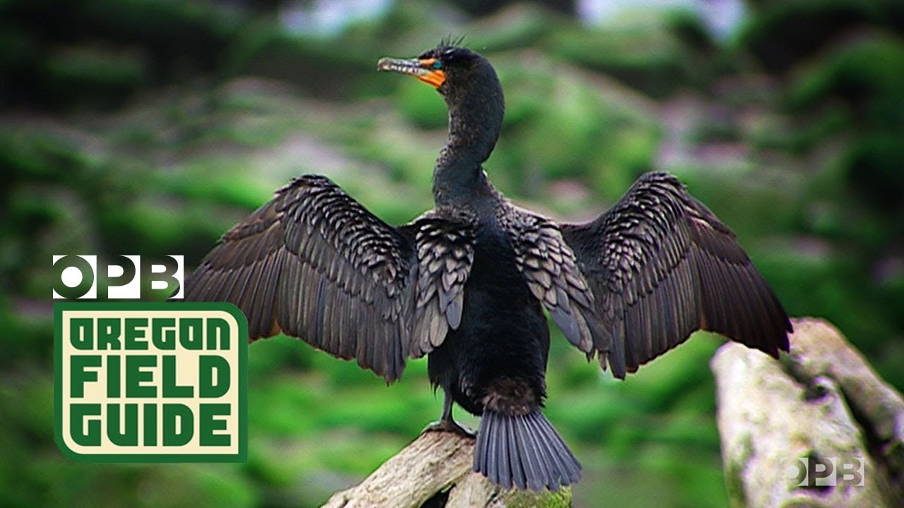 Seabirds On The Columbia Feast On A Human-Made Buffet | Oregon Field Guide from the OPB Archives