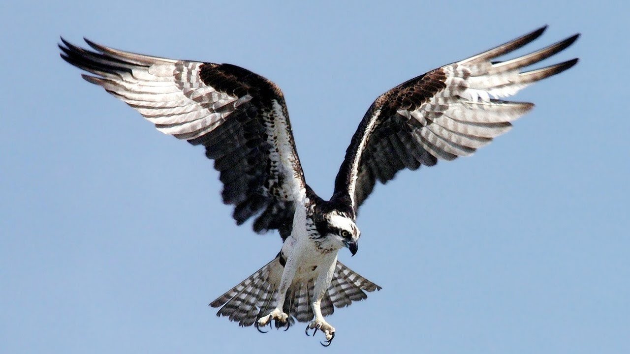 10 Wild Animals in Illinois