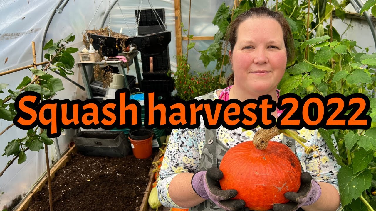 Squash harvest: Harvest 2022: Allotment UK: How to harvest Squash/Pumpkins