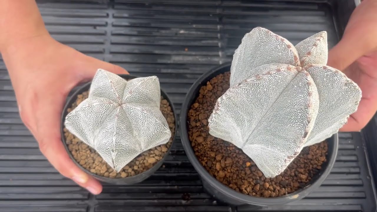 Astrophytum myriostigma Onzuka collection