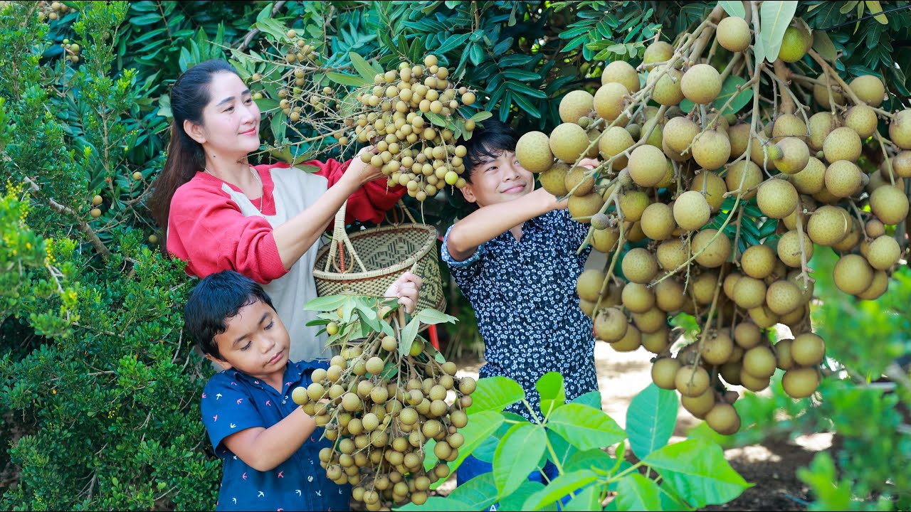 Harvest Longan in my homeland | Longan fruit sweet eating | My brother favorite fruit