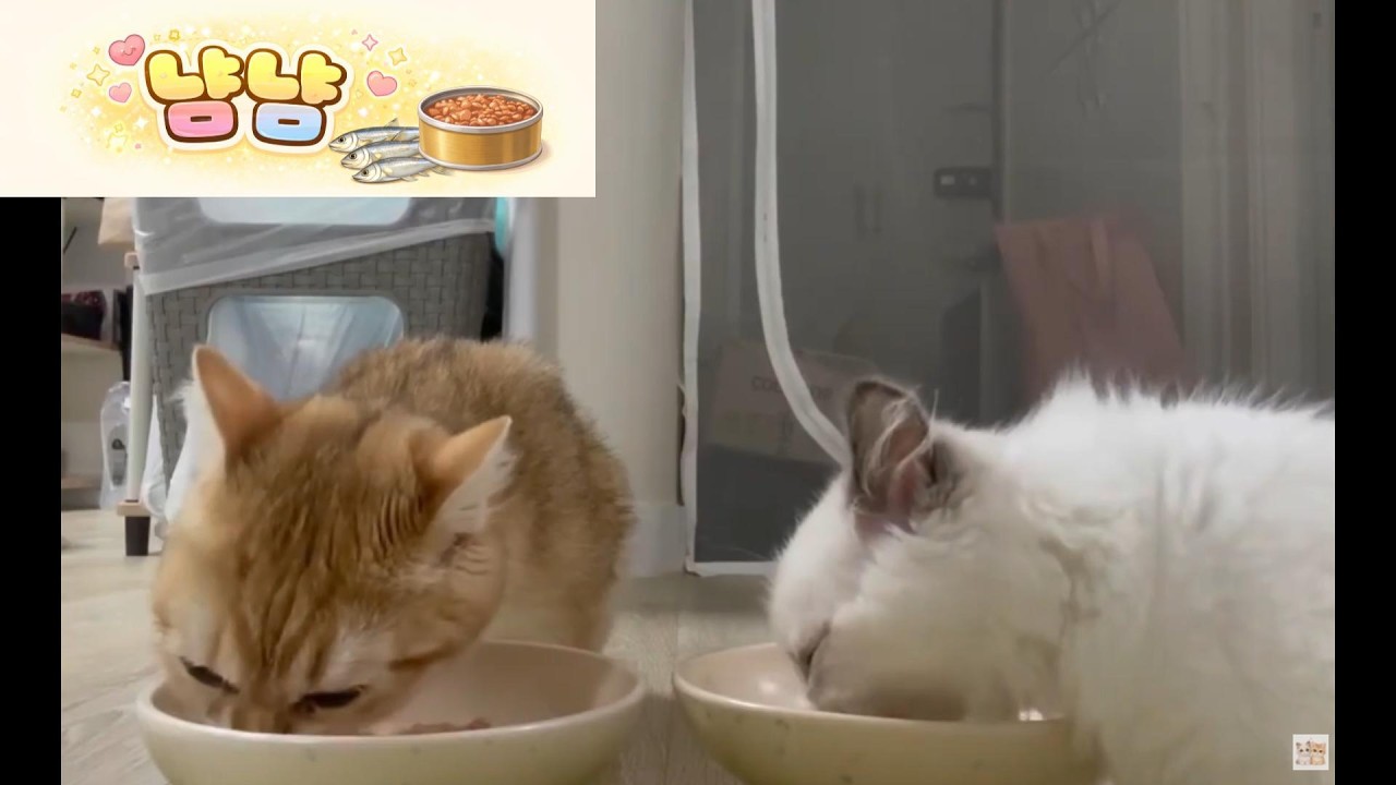 새끼 고양이 습식 냠냠_7