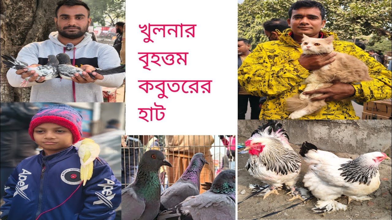 খুলনা নয়াবাটি পোষা প্রাণী কবুতর ও পাখির হাট পর্ব ১ 