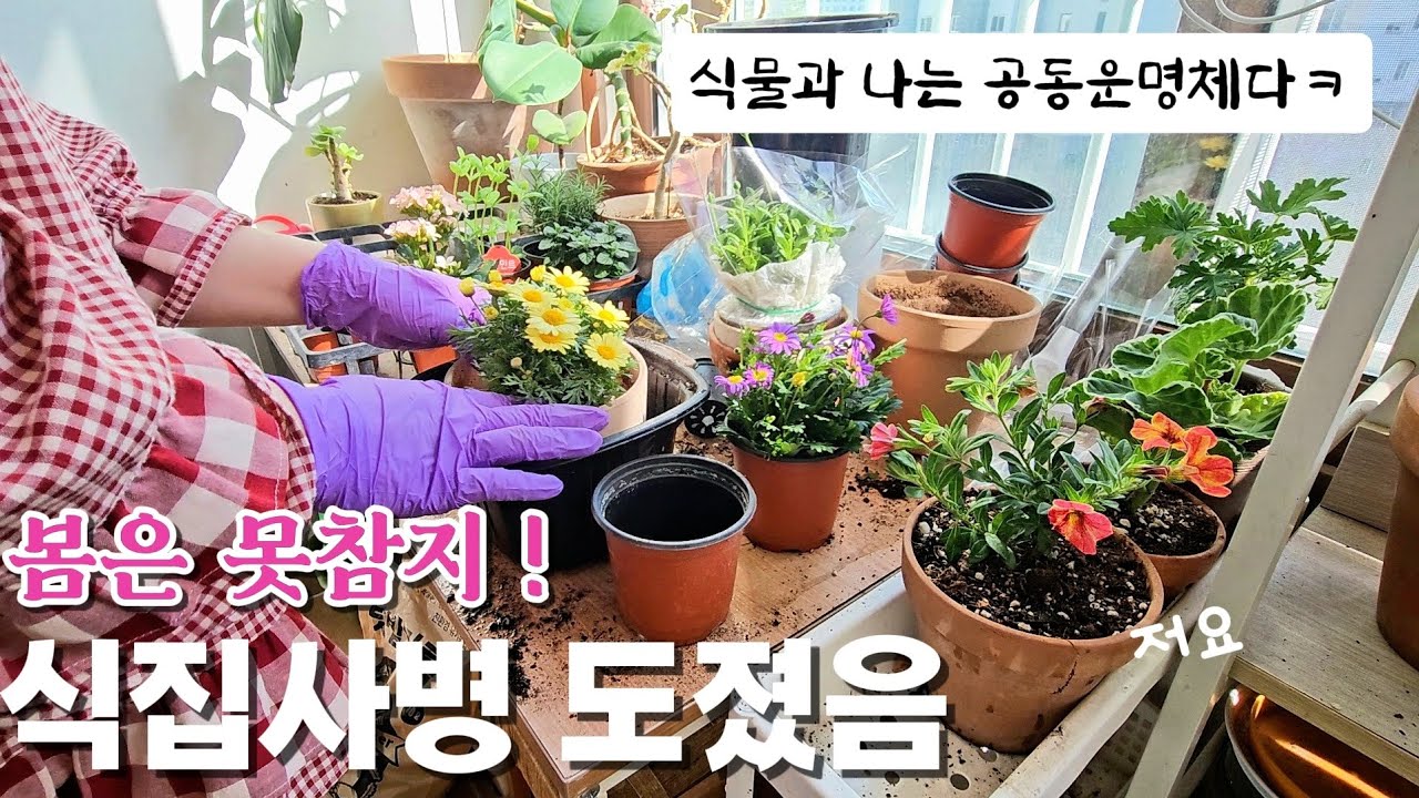 봄냄새에 식물병 재발🪴 결국 식쇼핑 갑니다|  다시 식물 키우는 이유, 집에서 키우기좋은 꽃, 남사 꽃구경, 분갈이 