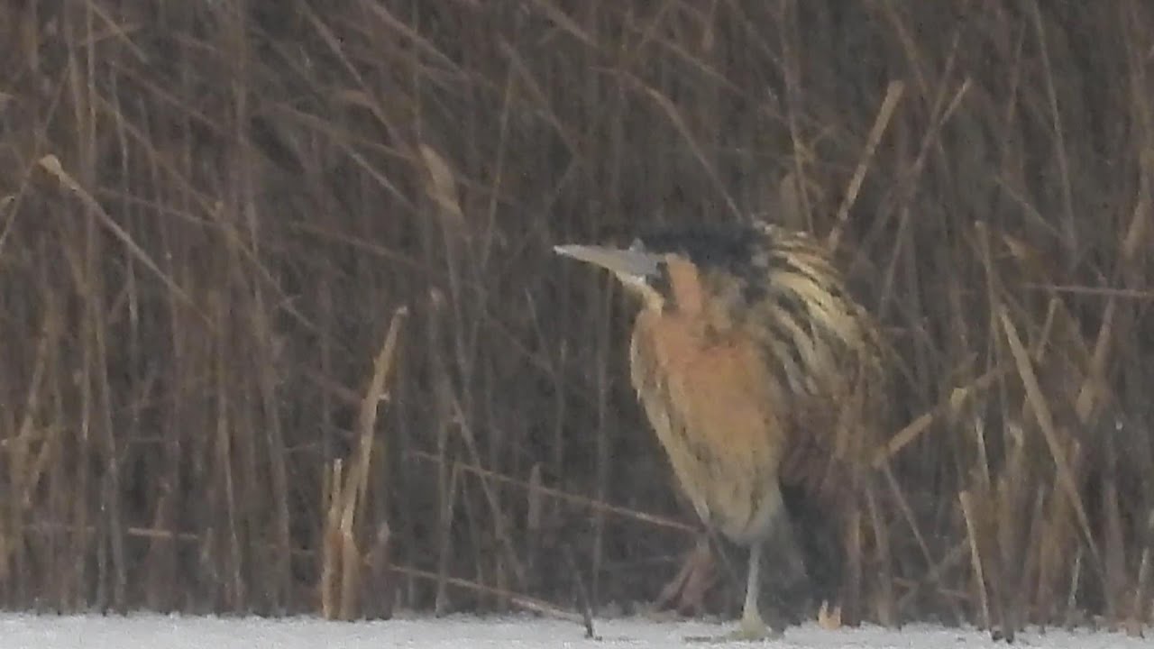 Bittern on the ice at Willington Wetlands, 06/01/2026