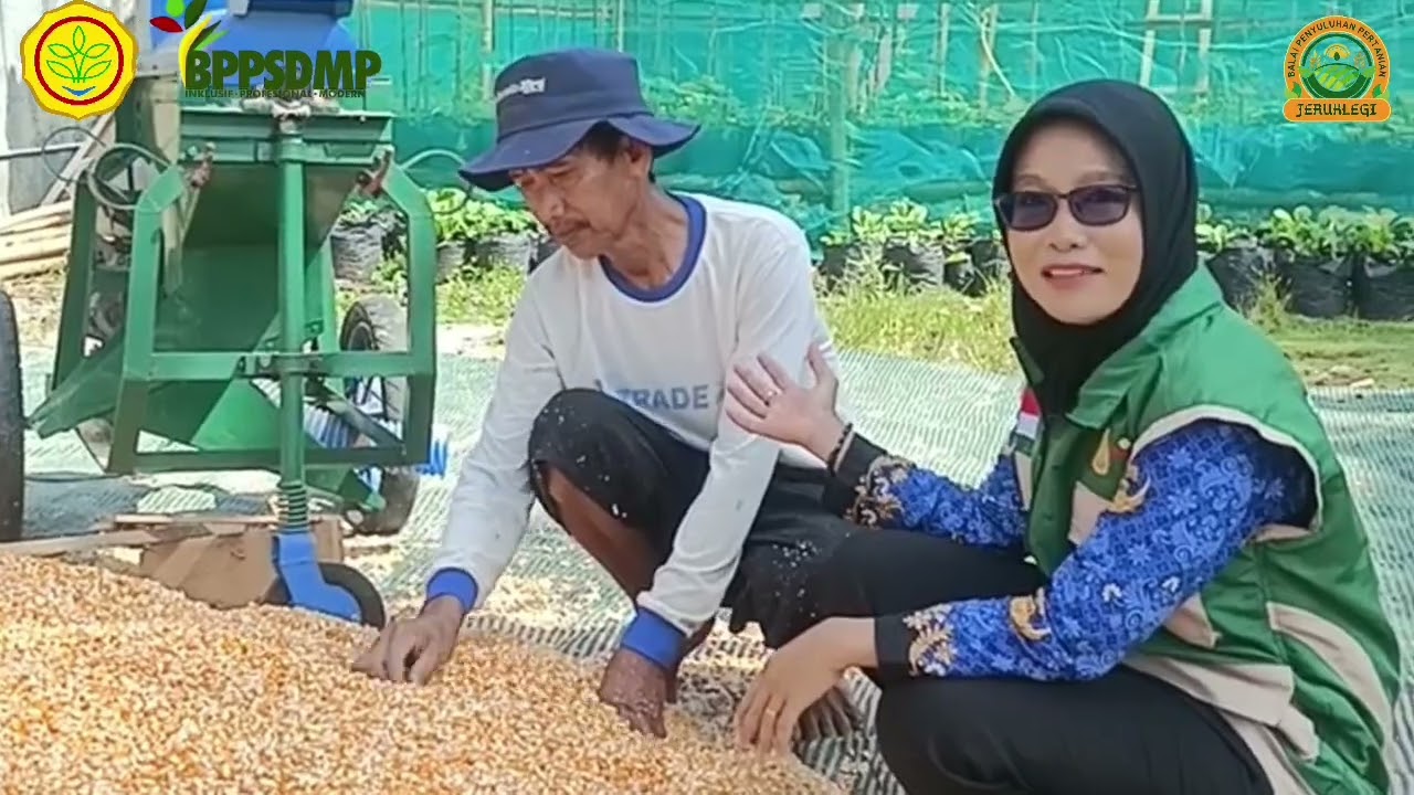Penggunaan Mesin Pemipil Jagung