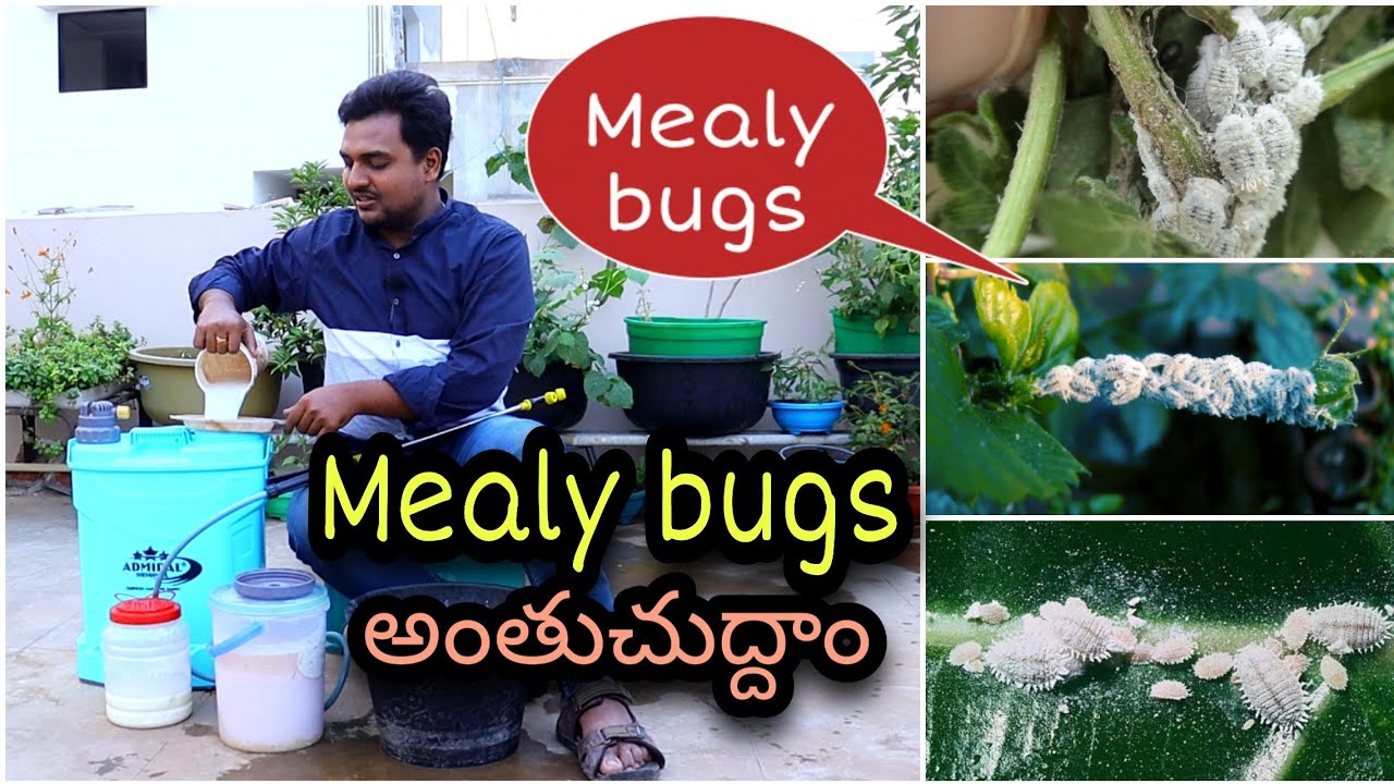 Mealy Bugs / పిండి నల్లి అంతుచూద్దాం | Pesticide for Mealy bugs #gardening #OrgGardener