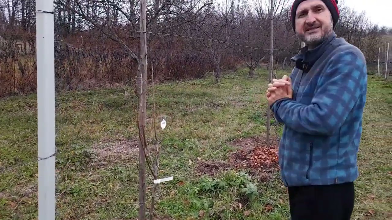 Cateva soiuri bune de peri ce i-am plantat in toamna 2025