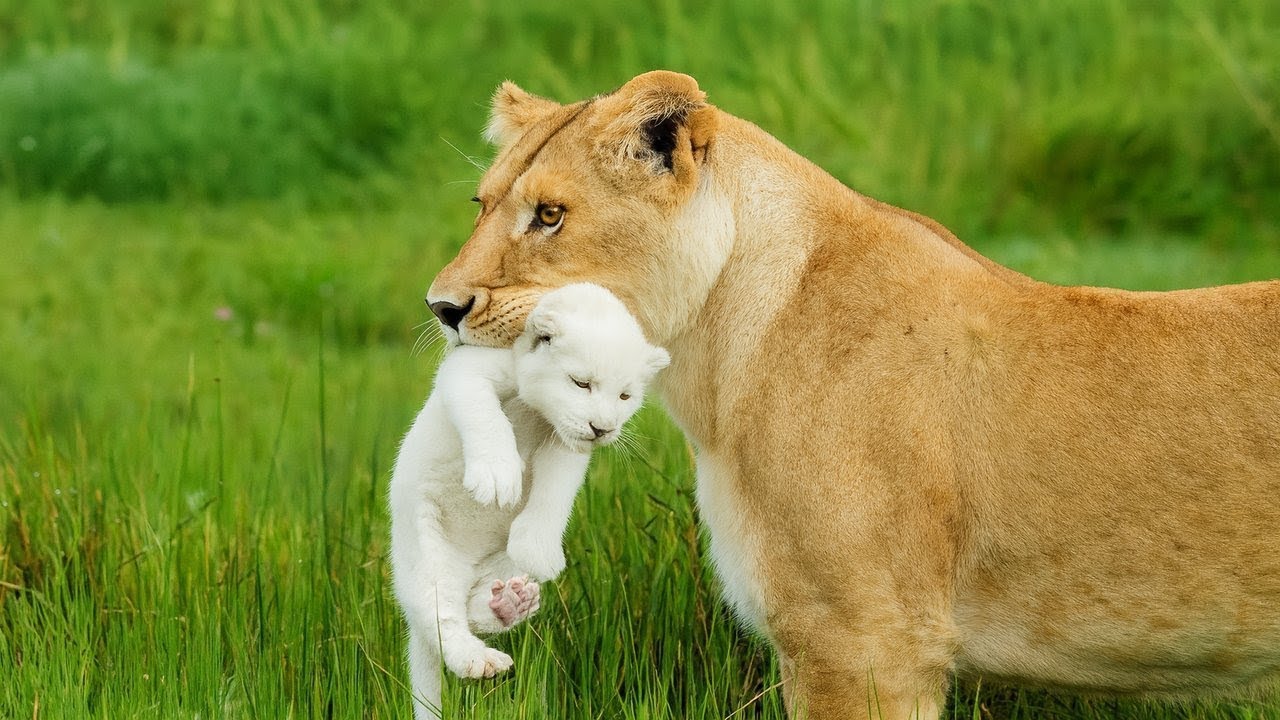 Une Lionne ABANDONNE Son Bébé BLANC Pour Sa Différence - Vous Ne Croirez Pas Ce Qui Arrive Après