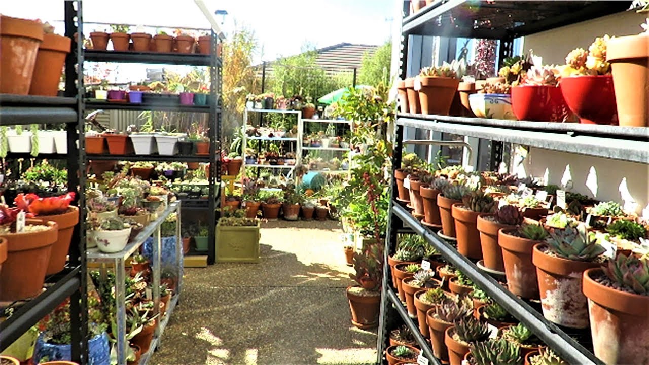 SUCCULENTS in Winter Part 1 - SHADE CLOTH Area | Liz Kreate