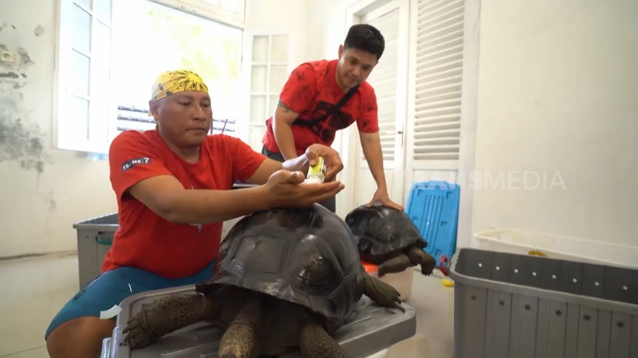 Persiapan Si Gundul Ikut Kontes Reptil | JEJAK SI GUNDUL (13/02/26) P3