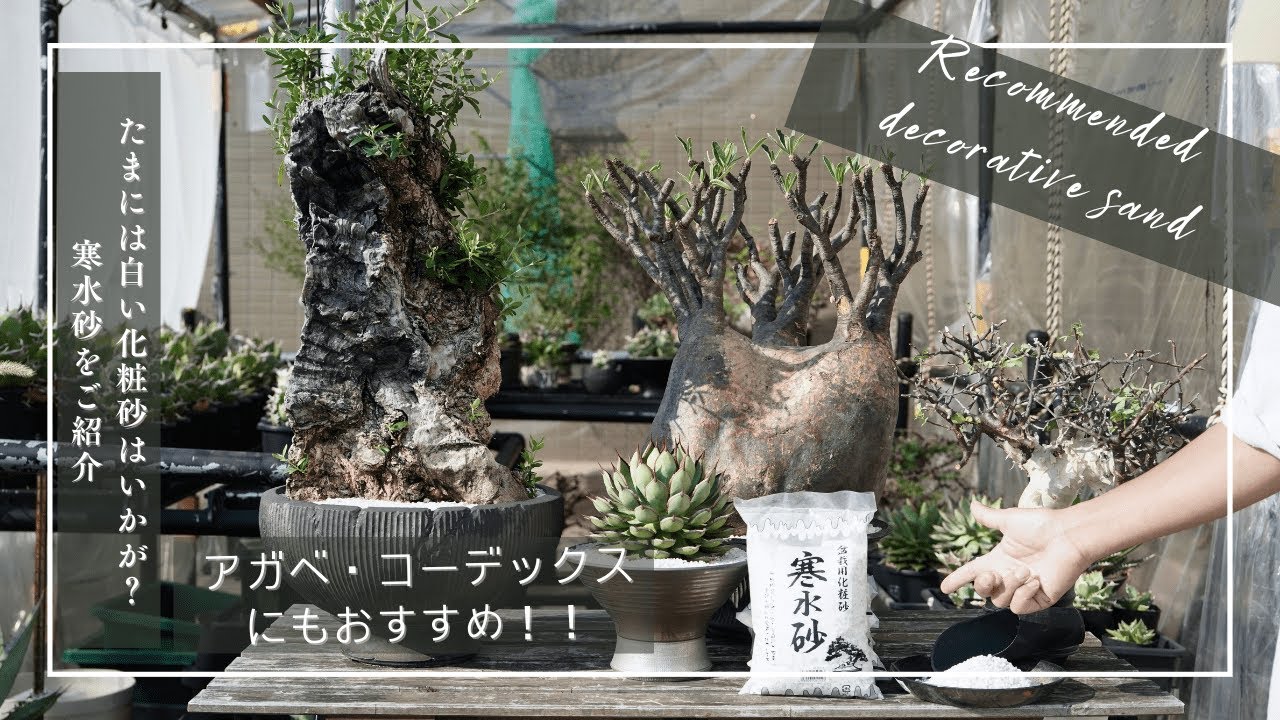 たまには白い化粧砂はいかが？寒水砂をご紹介【アガベ・コーデックスにもおすすめ】
