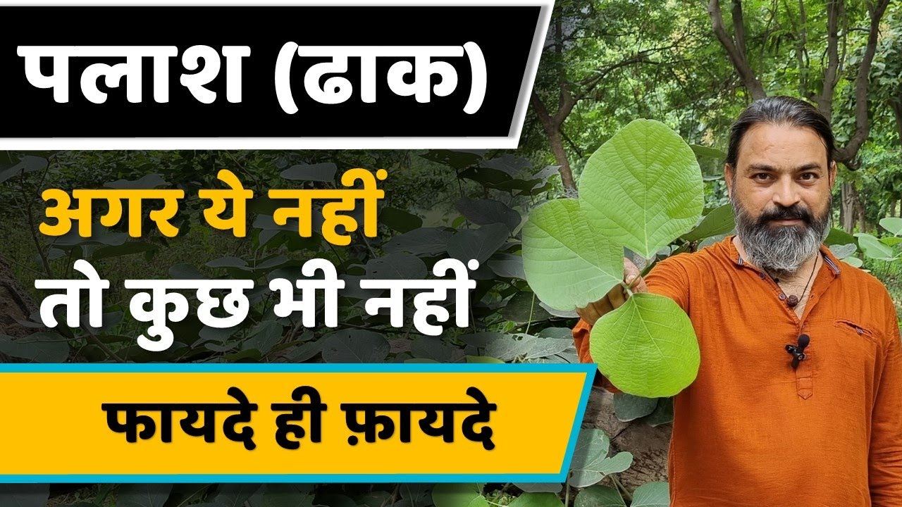 पलाश को जाने  क्यों  है इतने काम का  | Palash Tree Benefits |  JadiButi Store