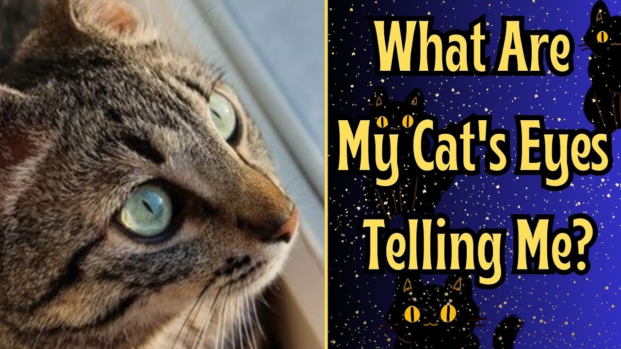 How To Tell A Cat's Mood By Its Eyes