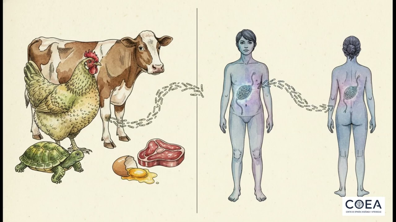 Salmonella - Microbiología