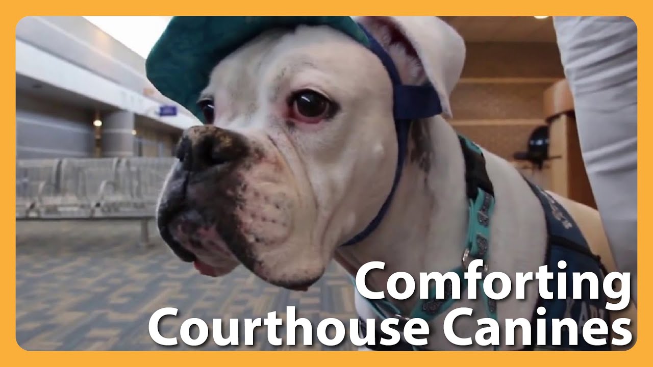 Therapy Dogs Are Helping Kids With Trauma Feel Calm Enough To Tell Their Stories