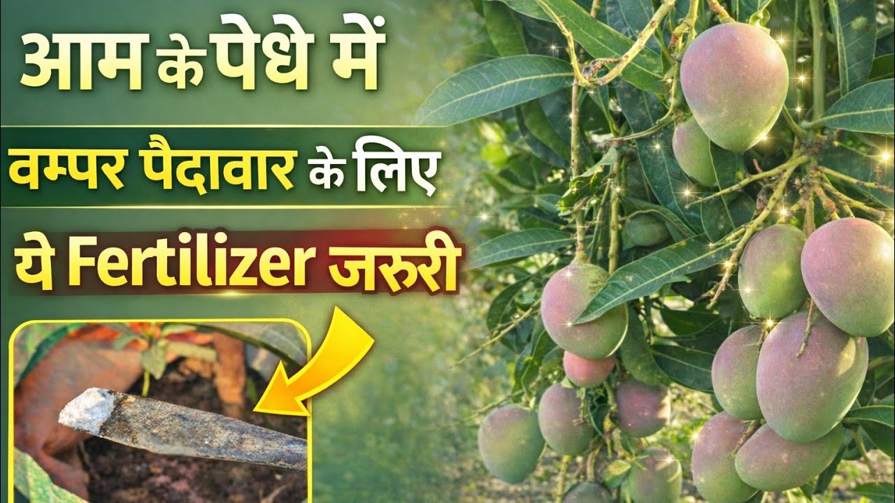 आम के पौधे में बम्पर पैदावार के लिए यह काम जरूरी है | Best frtilzer for mango plant 