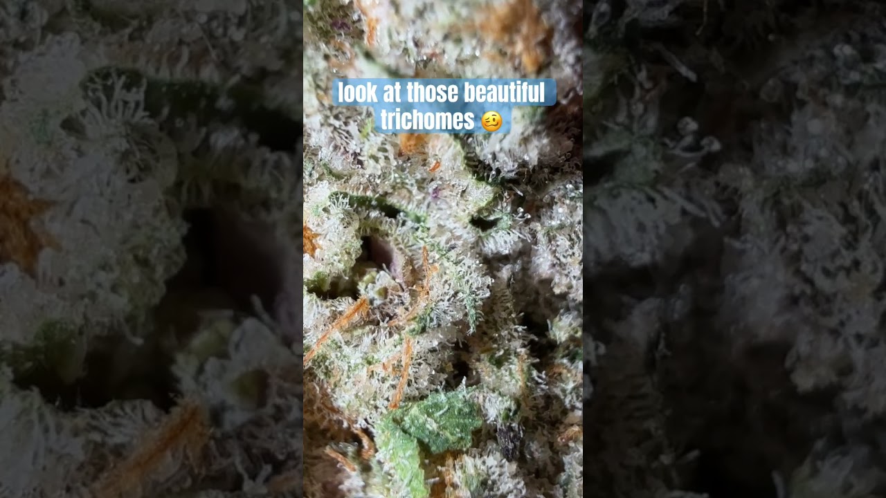 The Flowery Dispensary at it again #dispensary #TheFlowery