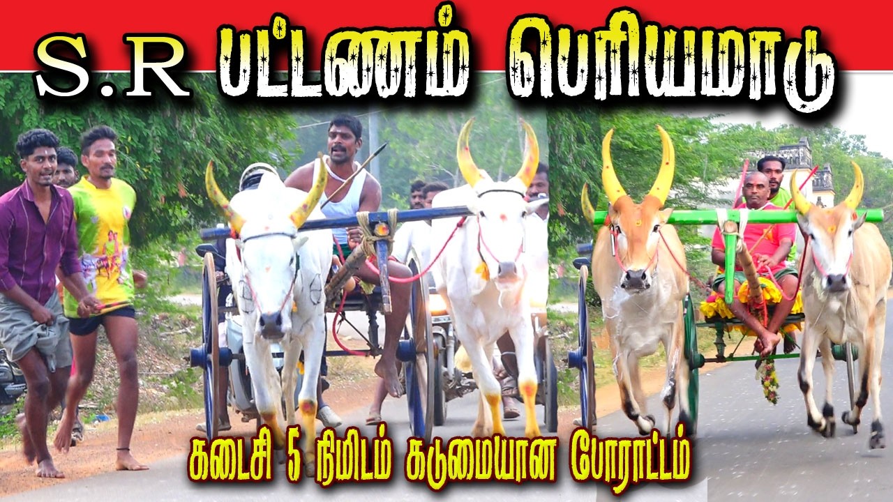S. R பட்டணம் பெரியமாடு 11/02/2026