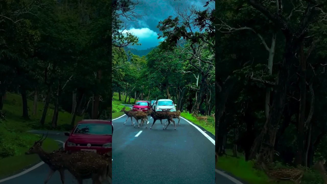 Graceful Deer Crossing the Road in Monsoon Rain 🌧️🦌#RelaxingMusic#SleepWithRain#StressReliefMusic