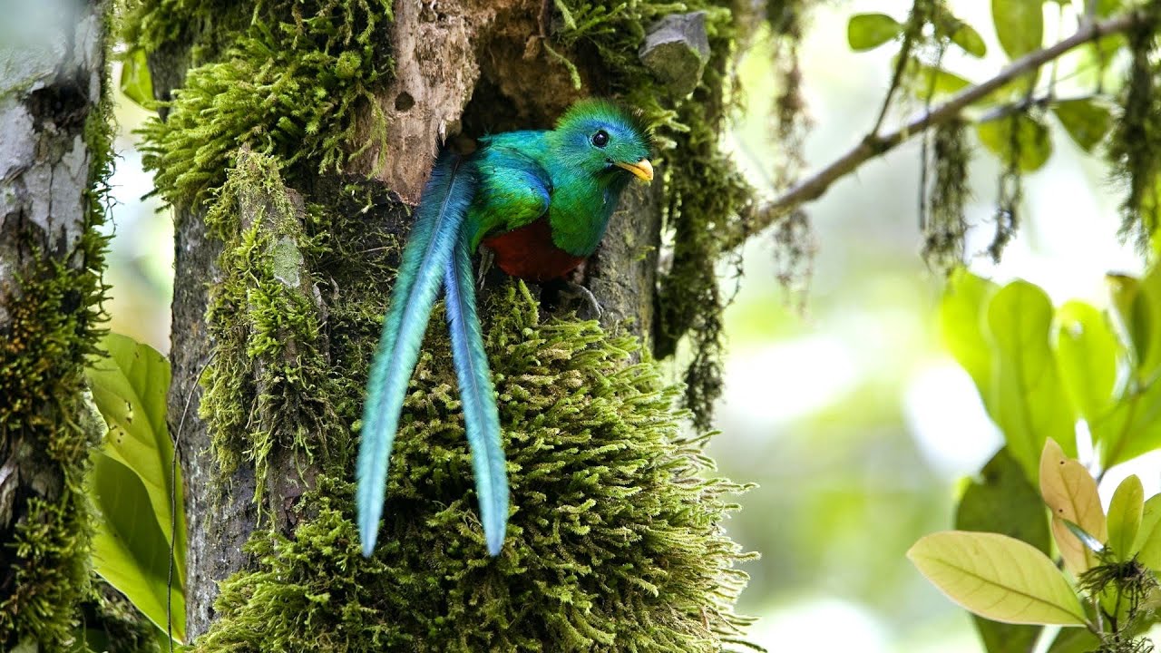 The Natural Beauty of Costa Rica