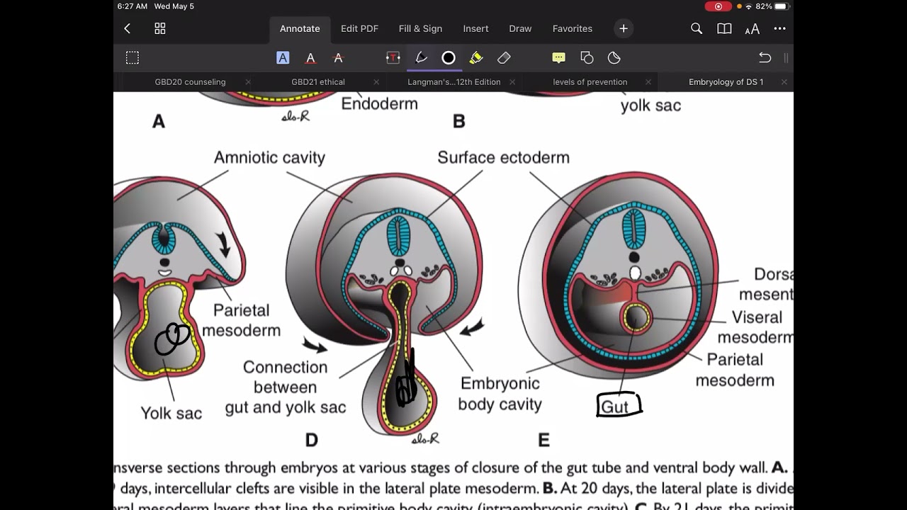 Embryo Digestive system lec 1 شرح
