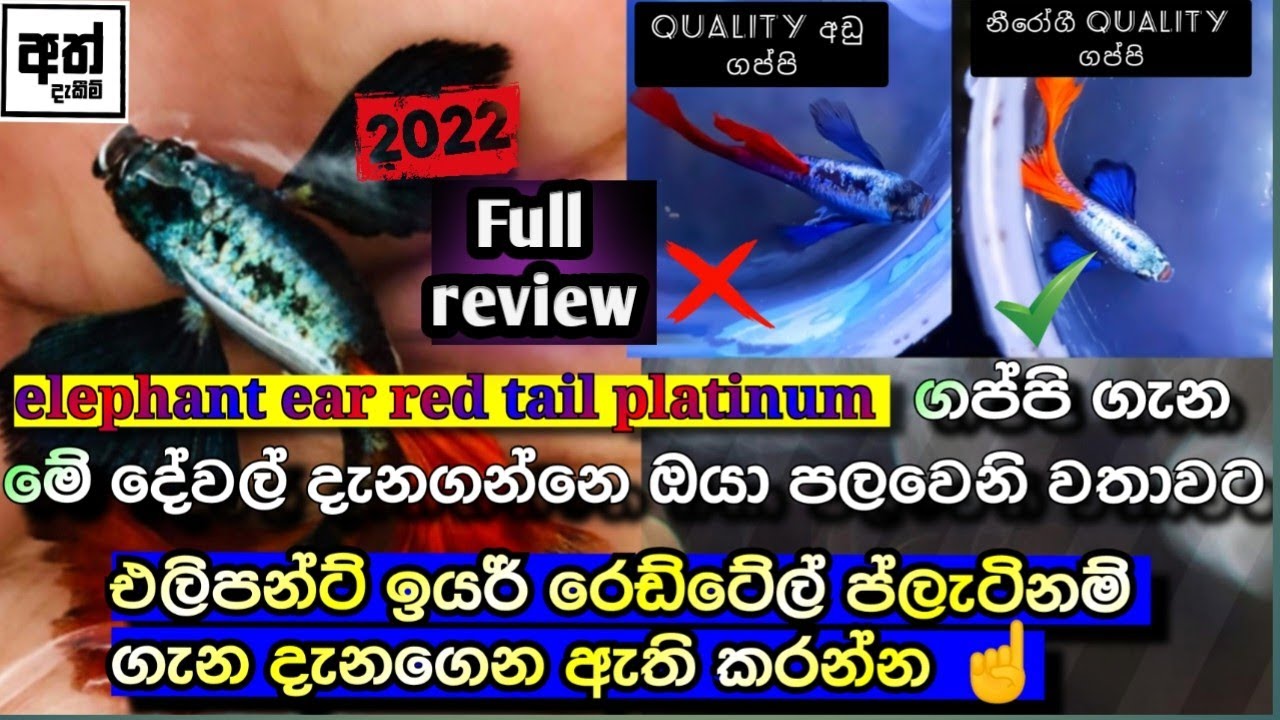 එලිපන්ට් ඉයර් රෙඩ්ටේල් ප්ලැටිනම් ගප්පි ගැන දන්න සිංහලෙන් දැනගන්න -All about  red tail platinum guppy