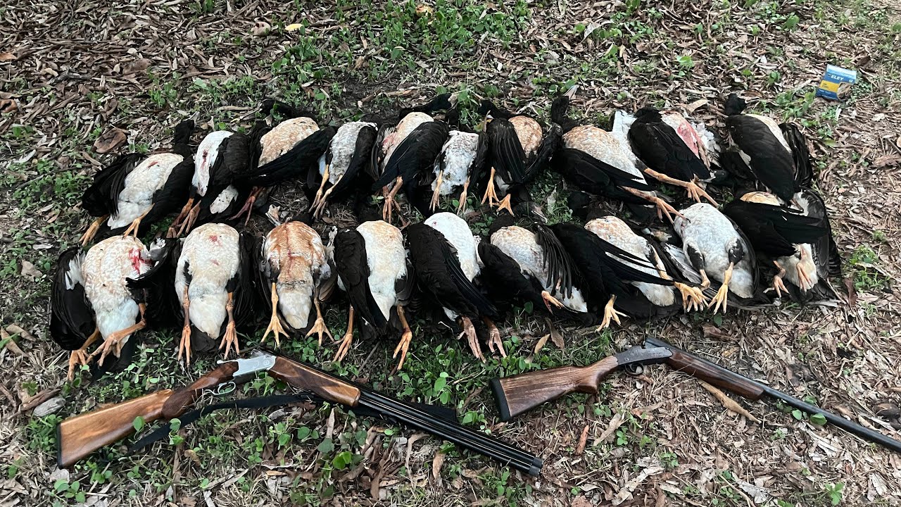 Magpie geese hunting (Darwin, NT)