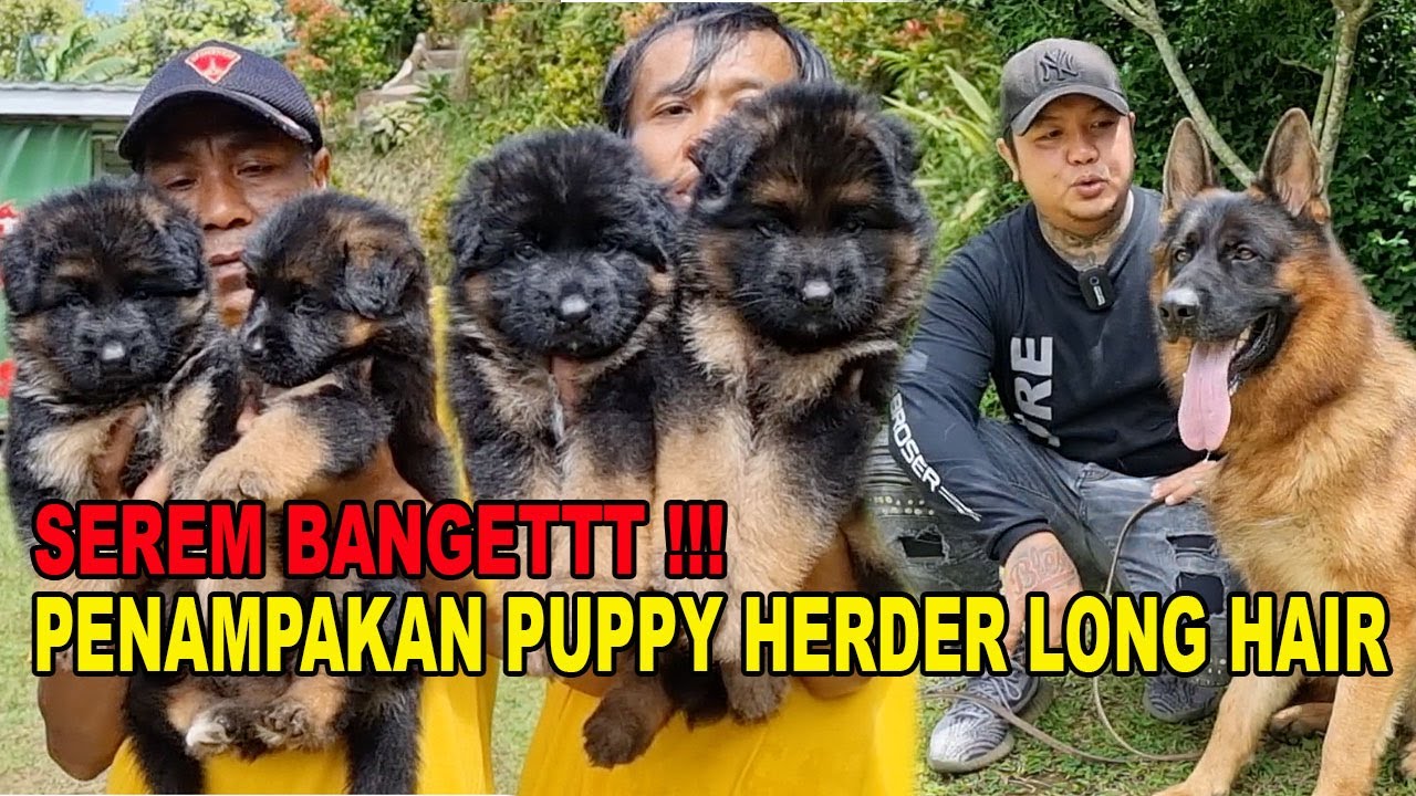 SEREM BANGET PUPPY HERDER LONG HAIR !!!
