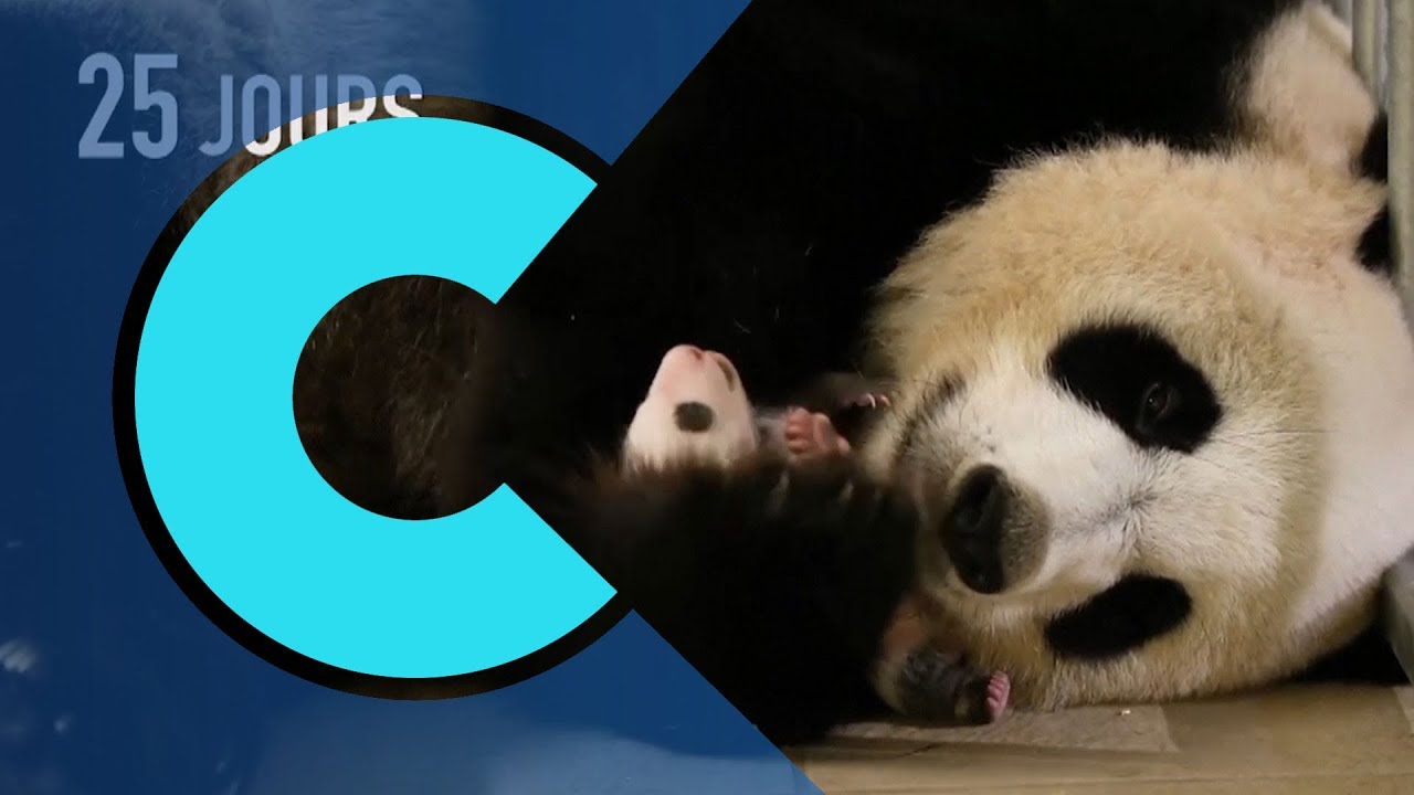 One-month-old panda cub doing well at French zoo