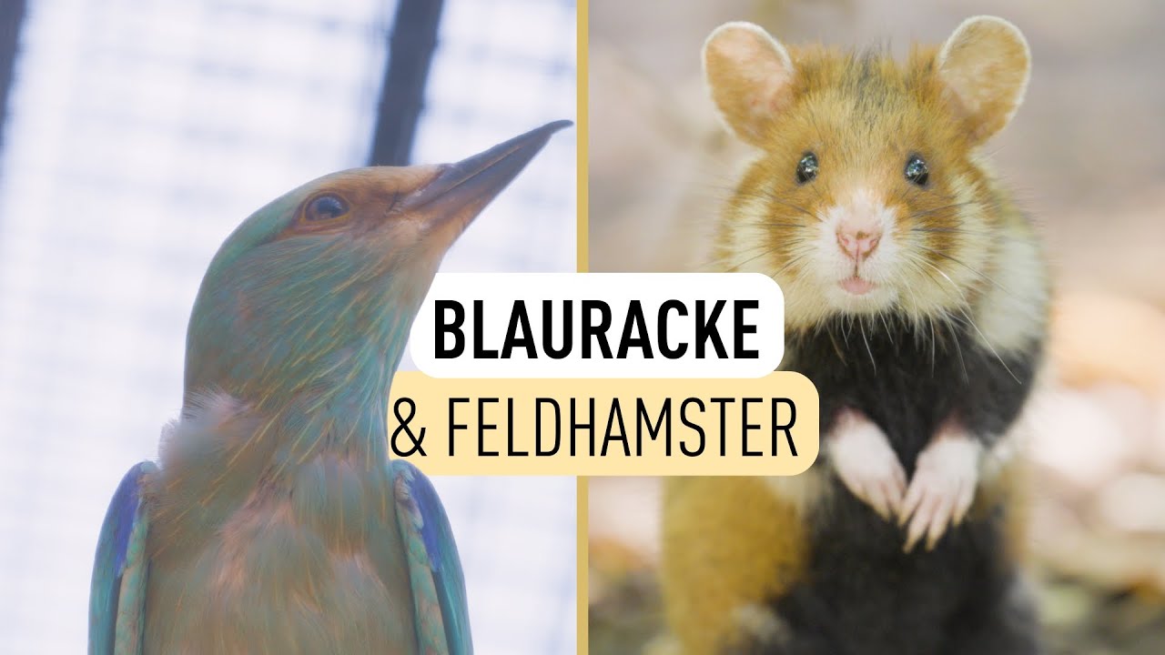 Neues Leben im historischen Bärenkäfig I Tiergarten Schönbrunn